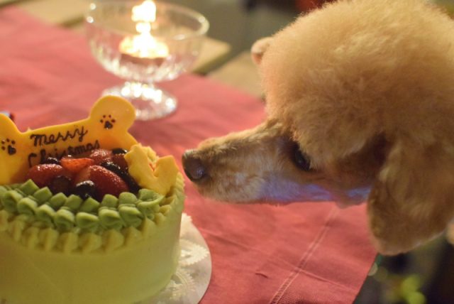 【再注文用】犬猫用☆クリスマスケーキ 12センチ【冷凍】